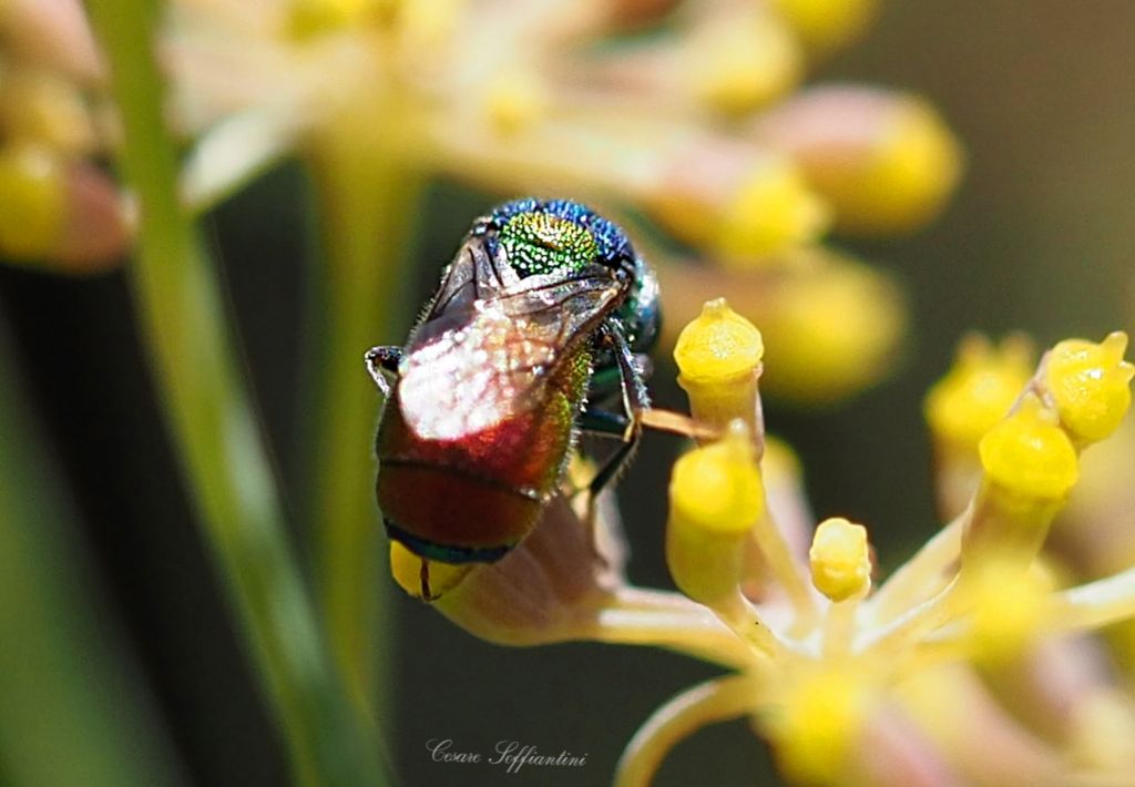 Imenottero da identificare: Chrysis scutellaris